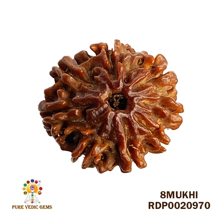 8 Mukhi Rudraksha (2.700mg) — image 1