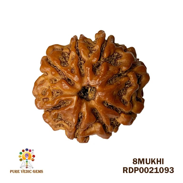 8 Mukhi Rudraksha (3.260mg) — image 1