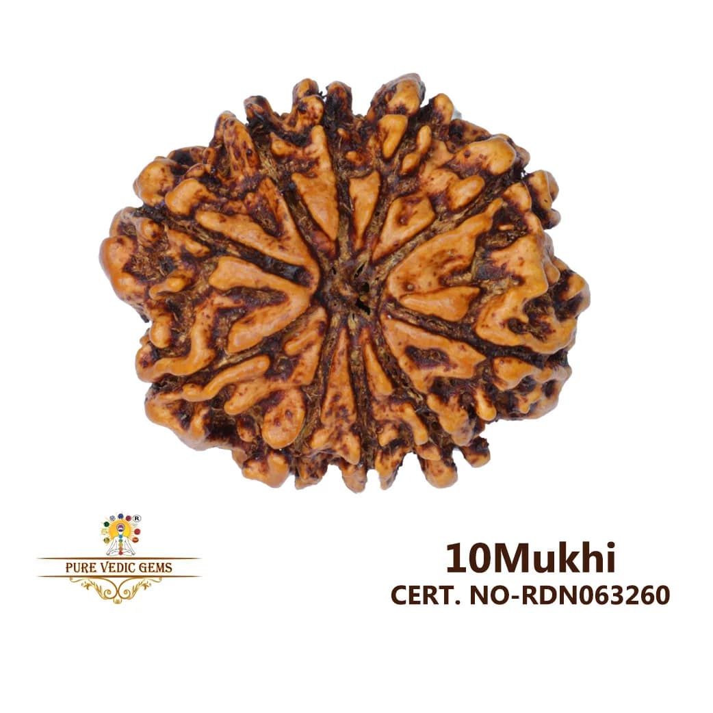 10 Mukhi Rudraksha (3.606g) — image 1