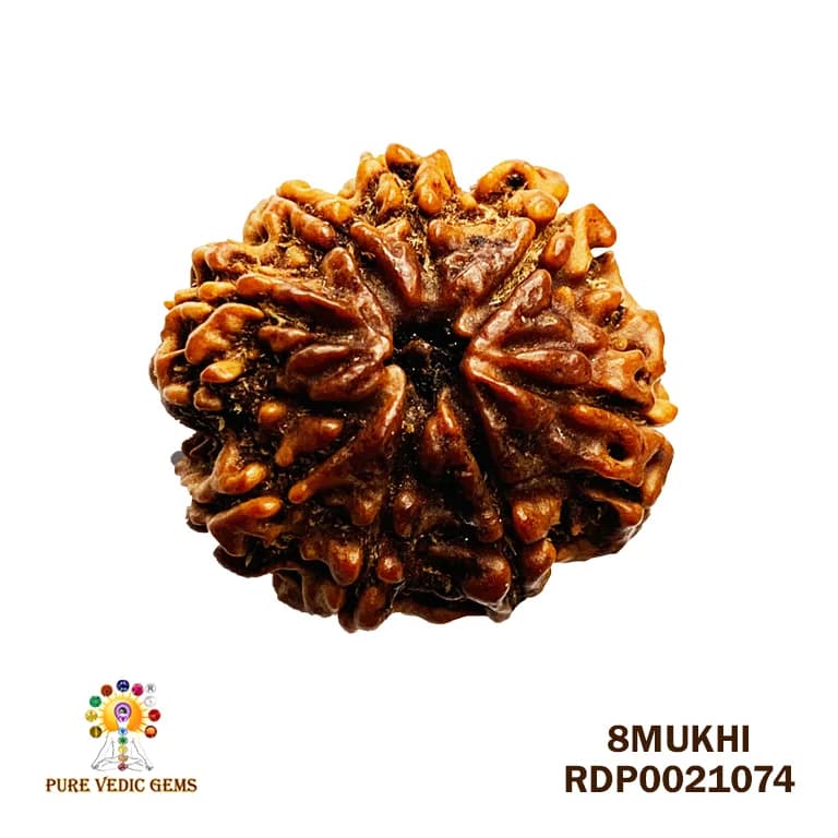 8 Mukhi Rudraksha (2.800mg) — image 1