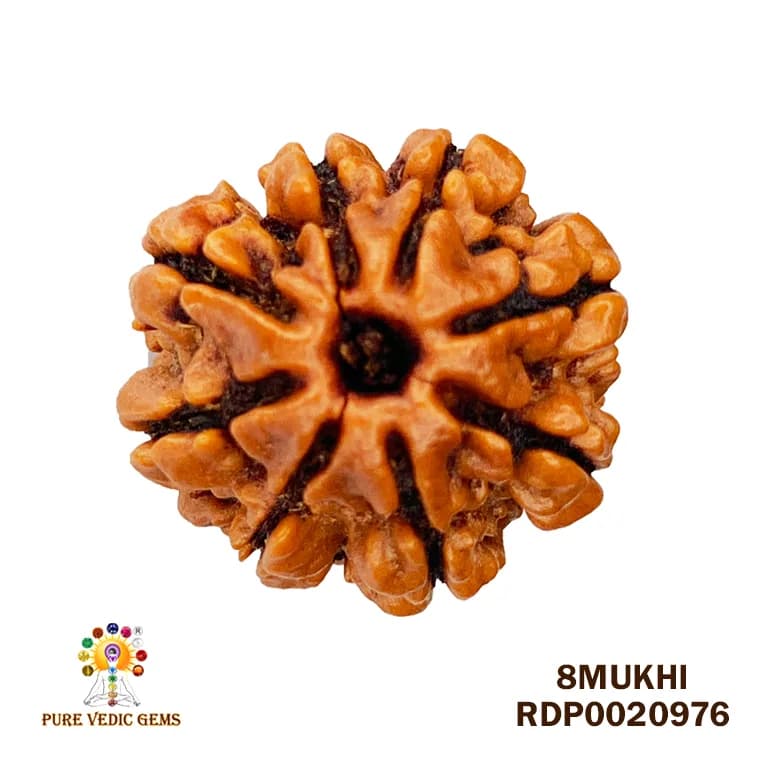8 Mukhi Rudraksha (2.216mg) — image 1