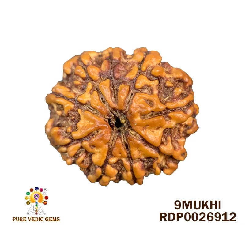 9 Mukhi Rudraksha (2.480g) — image 1