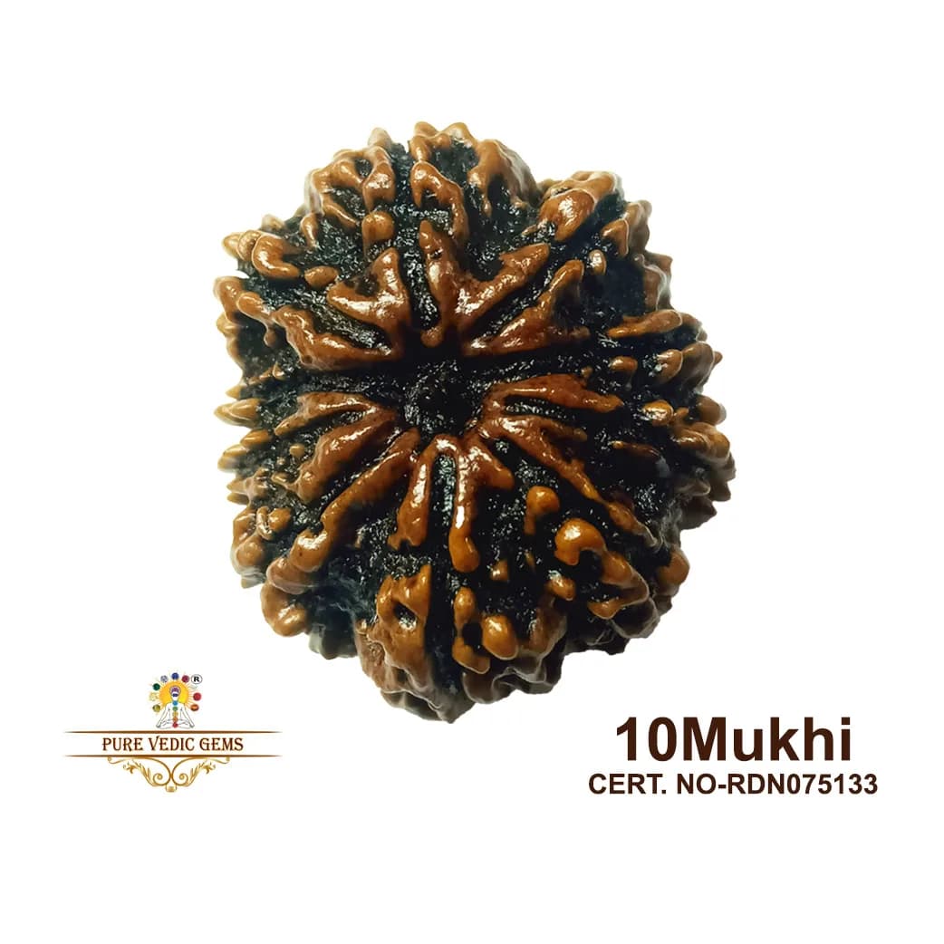 10 Mukhi Rudraksha (5.312g) — image 1