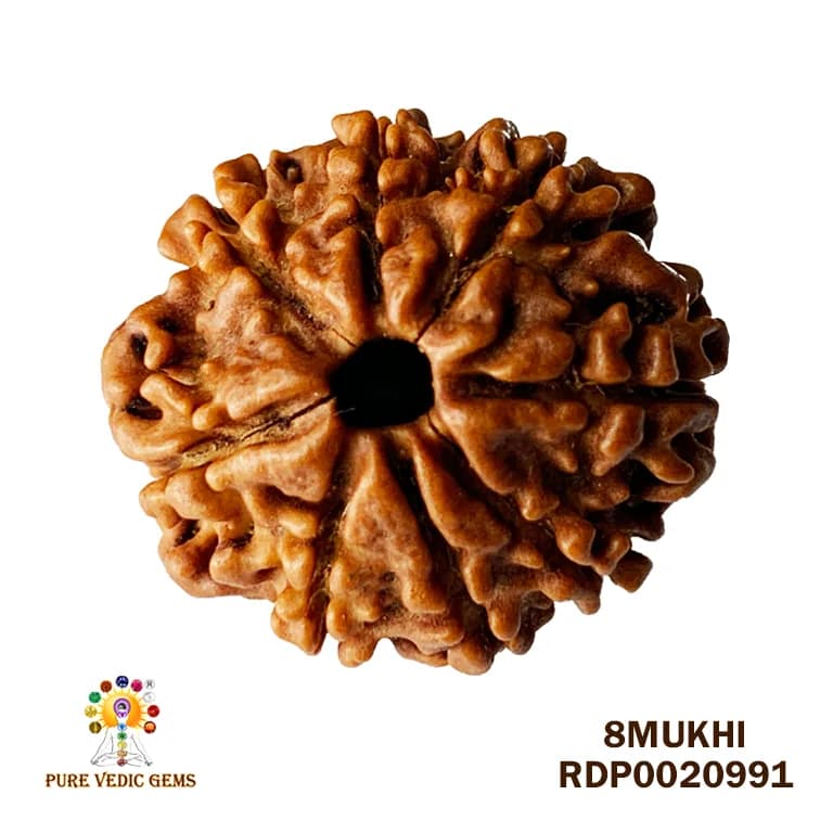 8 Mukhi Rudraksha (2.182mg) — image 1