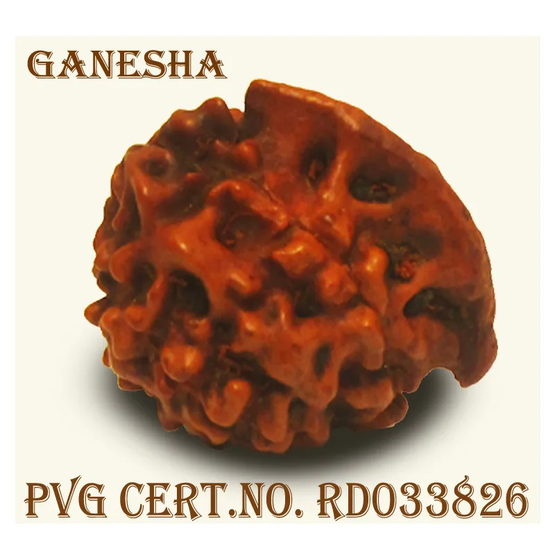 Ganesh Rudraksha
