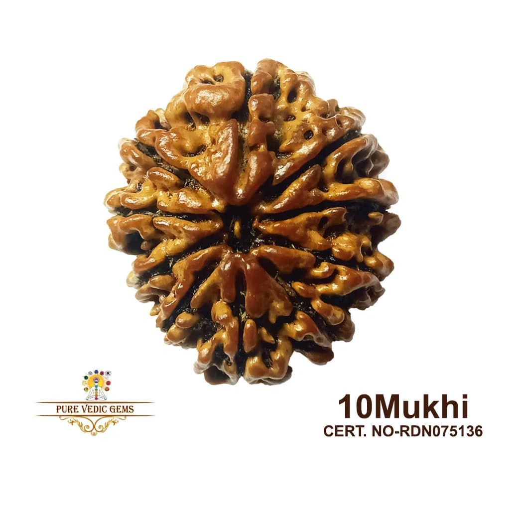 10 Mukhi Rudraksha (4.249g) — image 1