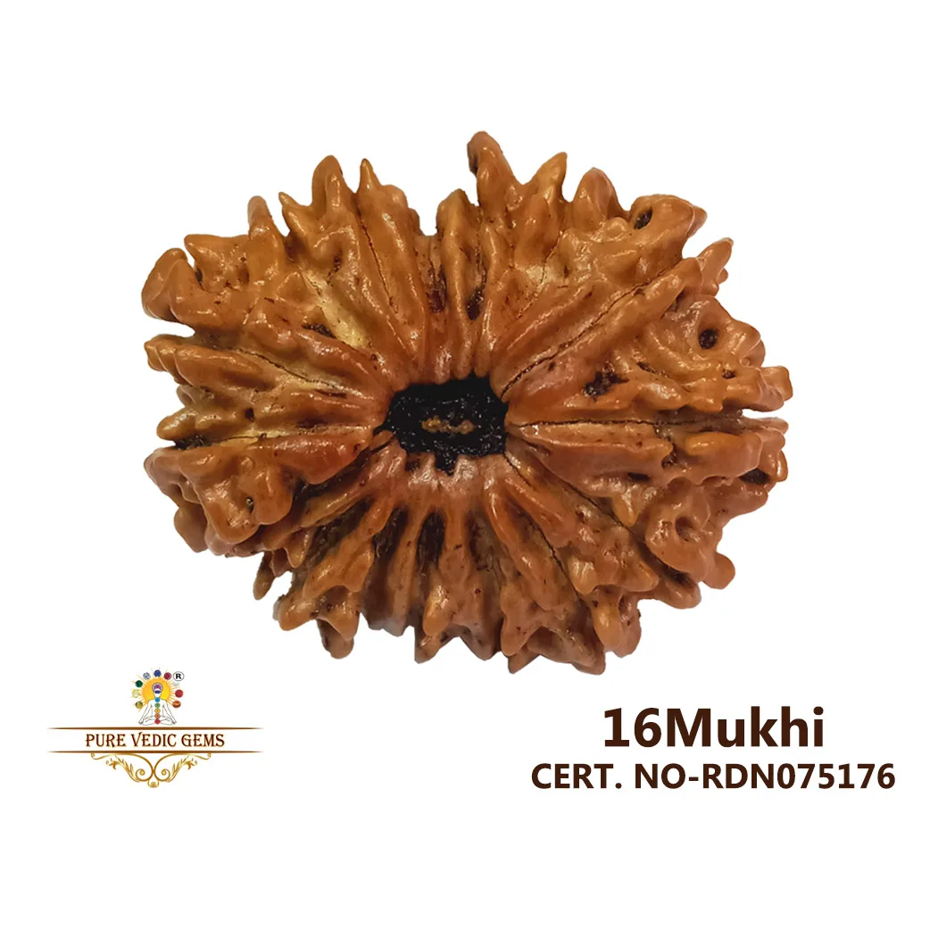16 Mukhi Rudraksha (3.858g) — image 1