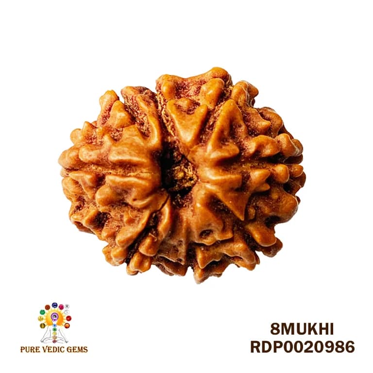 8 Mukhi Rudraksha (2.466mg) — image 1