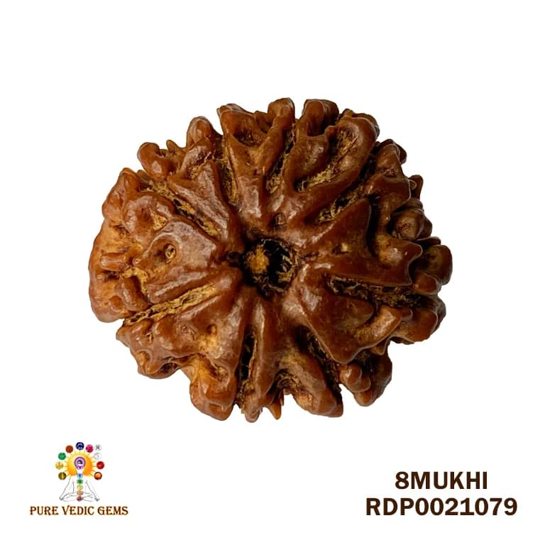 8 Mukhi Rudraksha (2.798mg) — image 1