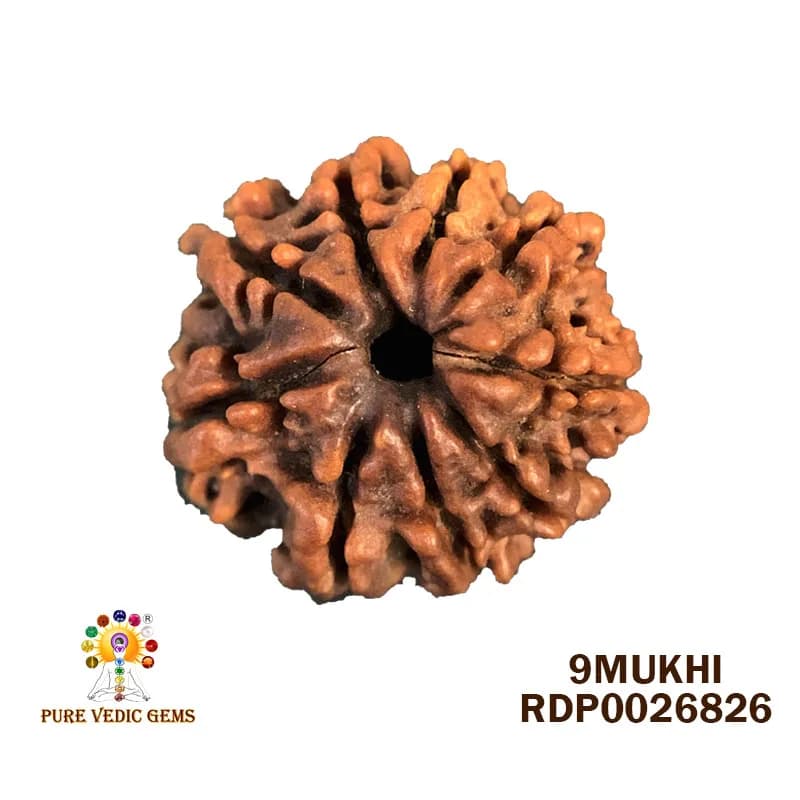 9 Mukhi Rudraksha (2.476g) — image 1