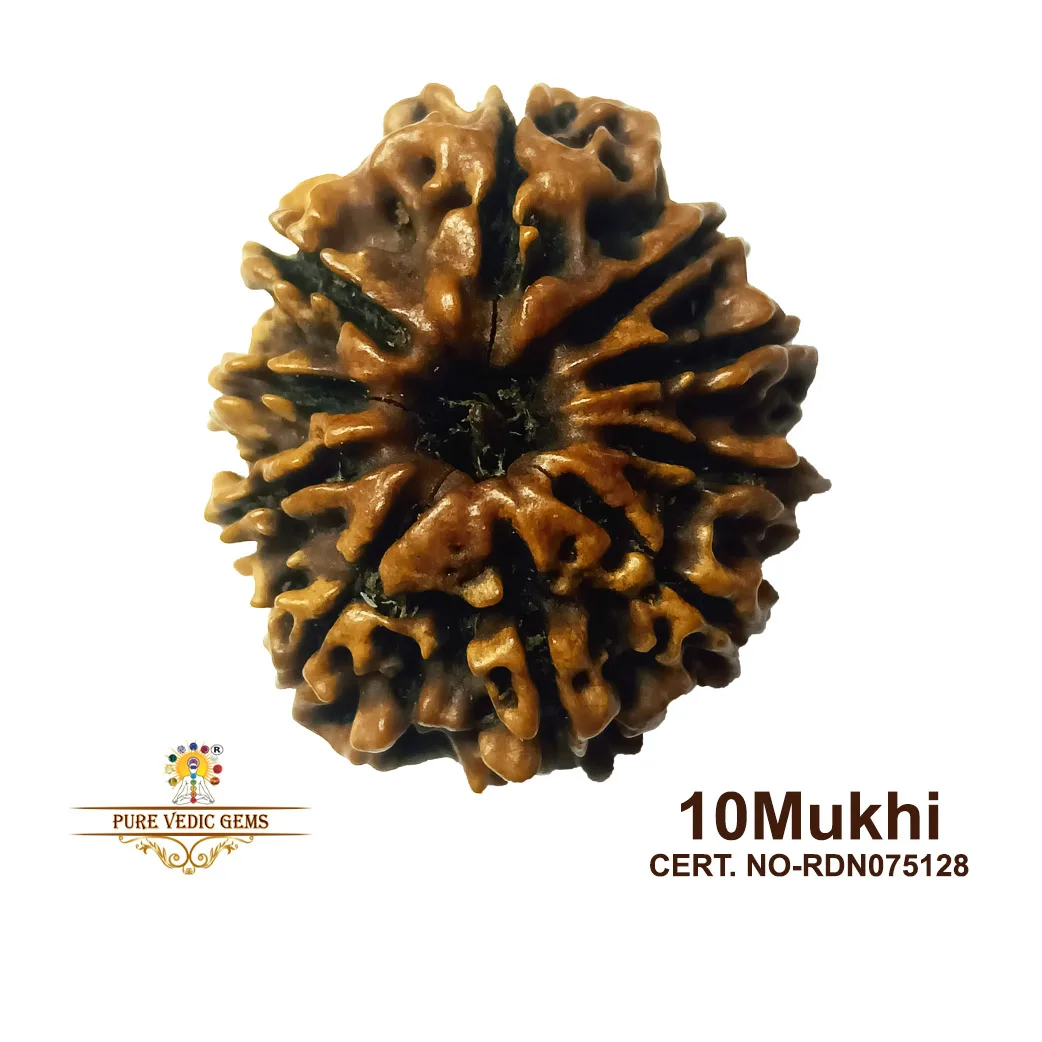 10 Mukhi Rudraksha (3.680g) — image 1