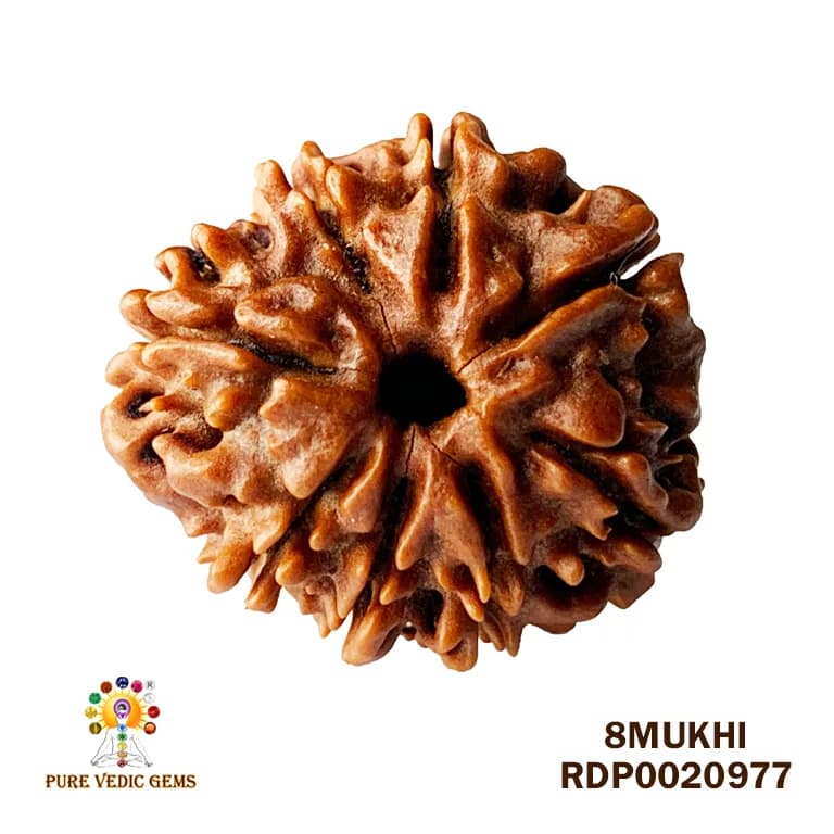 8 Mukhi Rudraksha (2.250mg) — image 1