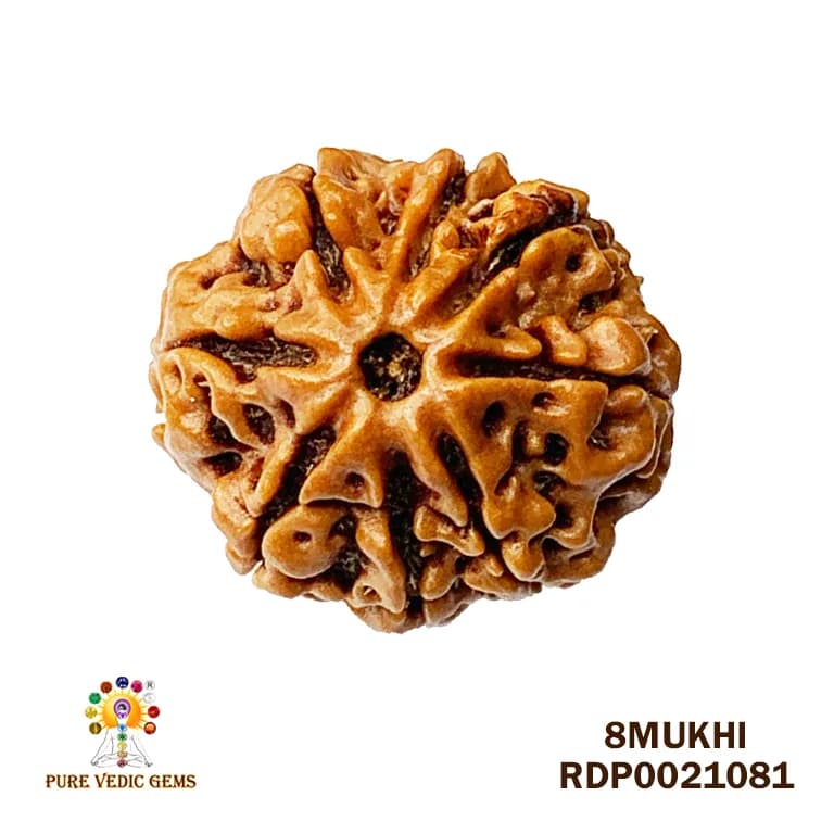 8 Mukhi Rudraksha (3.164mg) — image 1