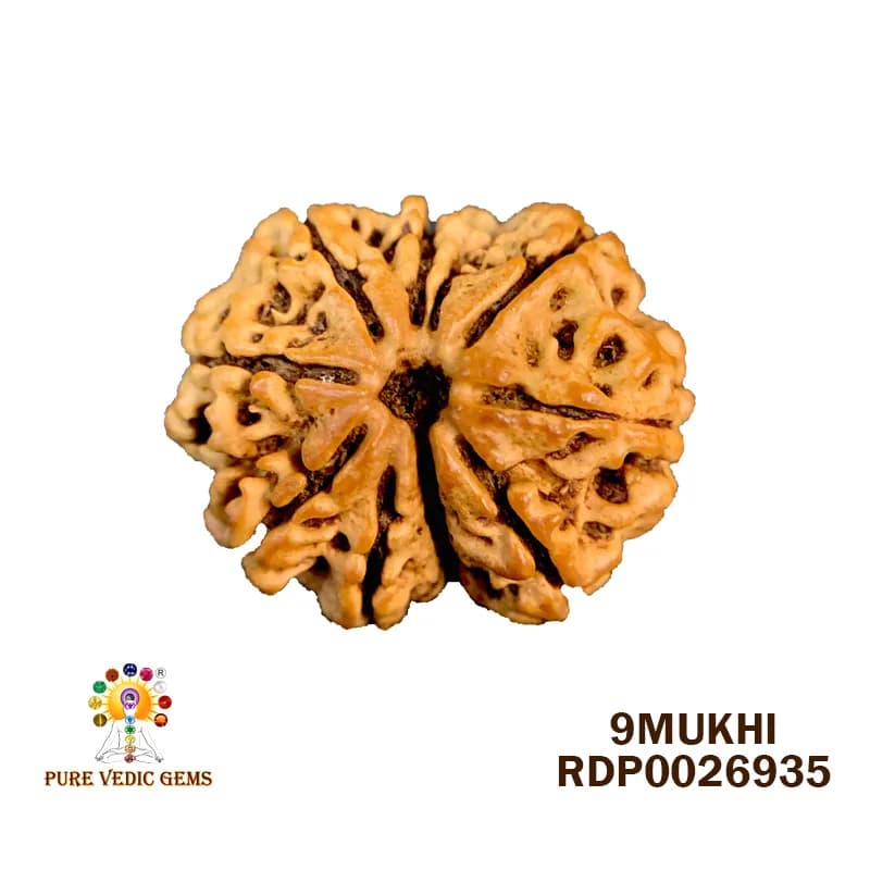 9 Mukhi Rudraksha (3.348g) — image 1