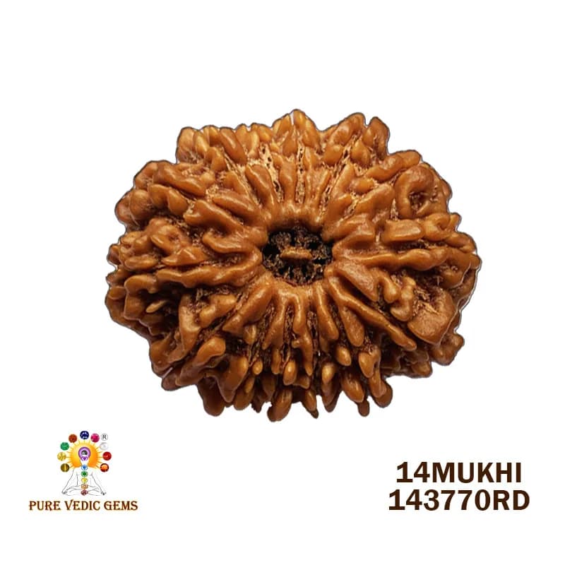 14Mukhi Rudraksha (5.220mg) On Demand — image 1