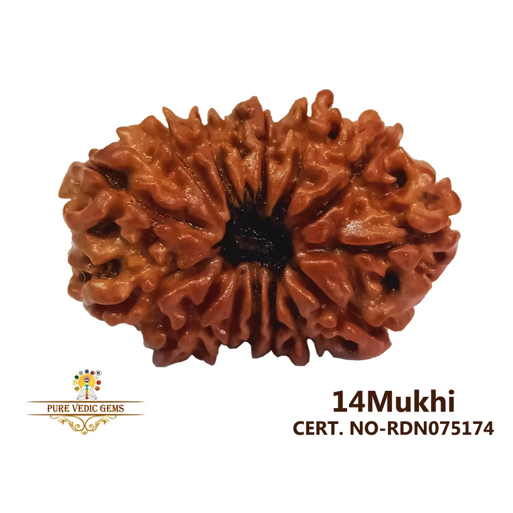 14 Mukhi Rudraksha (3.076g) — image 1