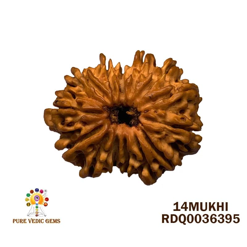 14 Mukhi Rudraksha (3.902g) — image 1