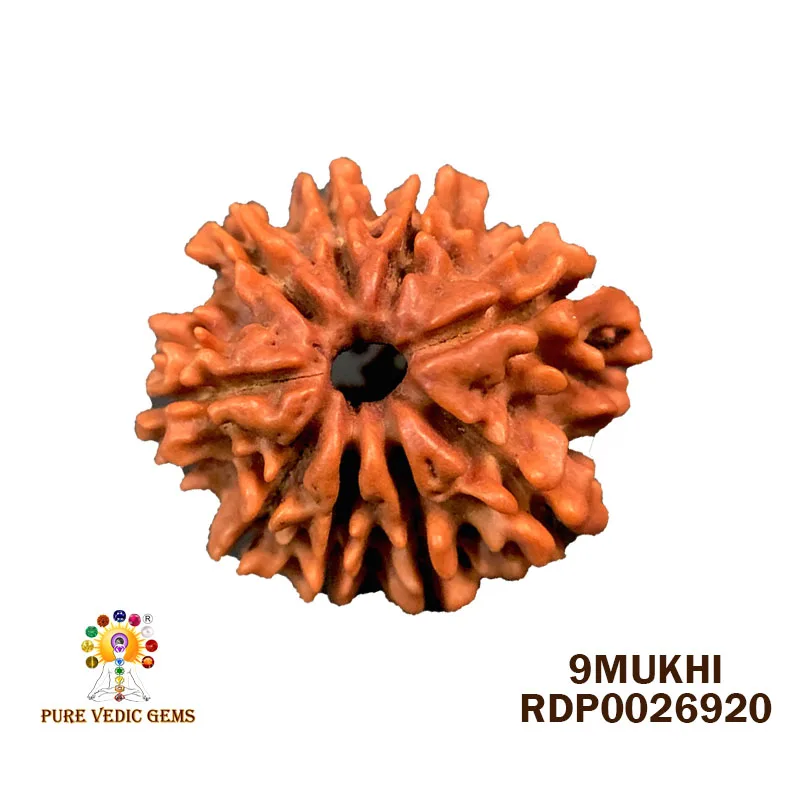 9 Mukhi Rudraksha (2.206g) — image 1
