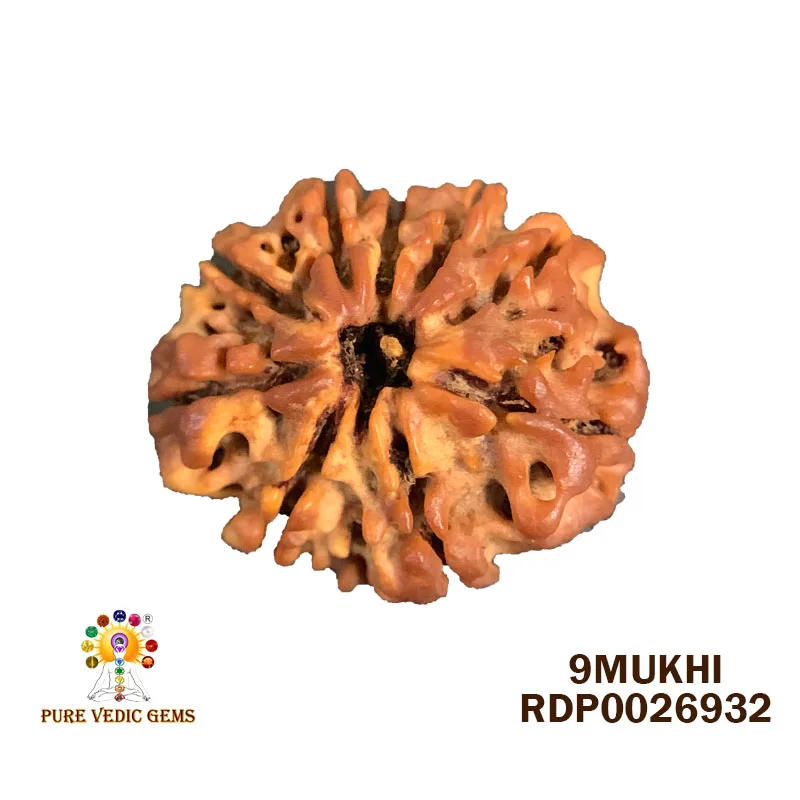 9 Mukhi Rudraksha (2.462g) — image 1