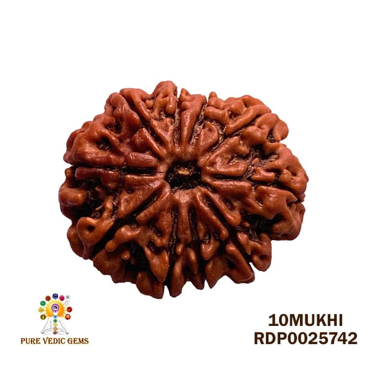 10 Mukhi Rudraksha (4.010g) — image 1