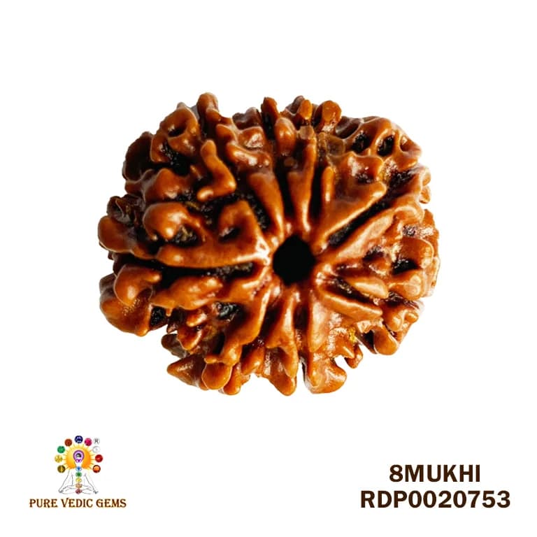 8 Mukhi Rudraksha (2.430mg) — image 1