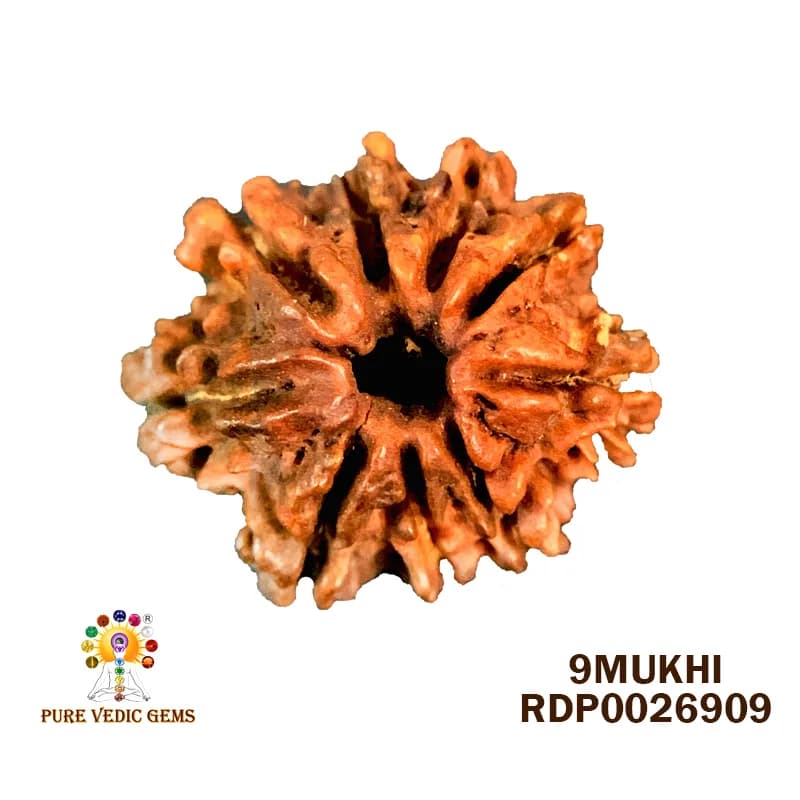 9 Mukhi Rudraksha (1.524g) — image 1