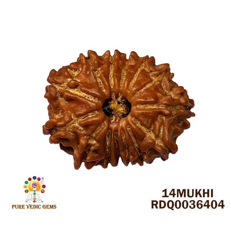 14Mukhi Rudraksha (2.080mg) — image 1