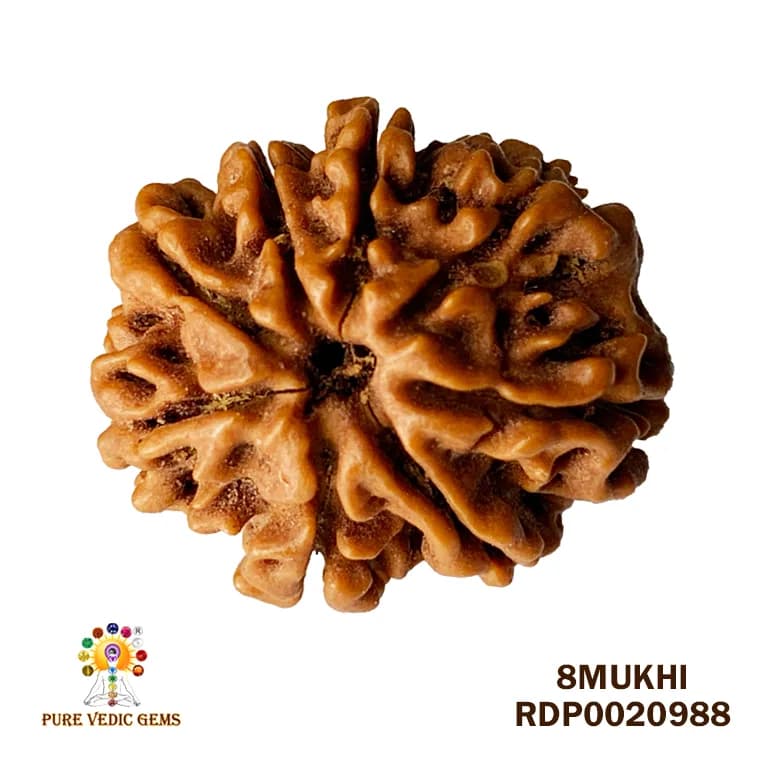 8 Mukhi Rudraksha (2.220mg) — image 1