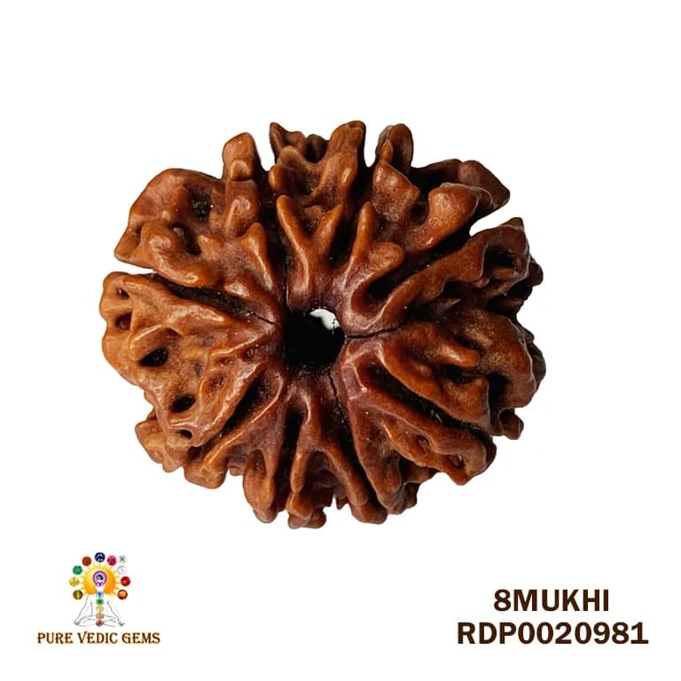 8 Mukhi Rudraksha (2.832mg) — image 1