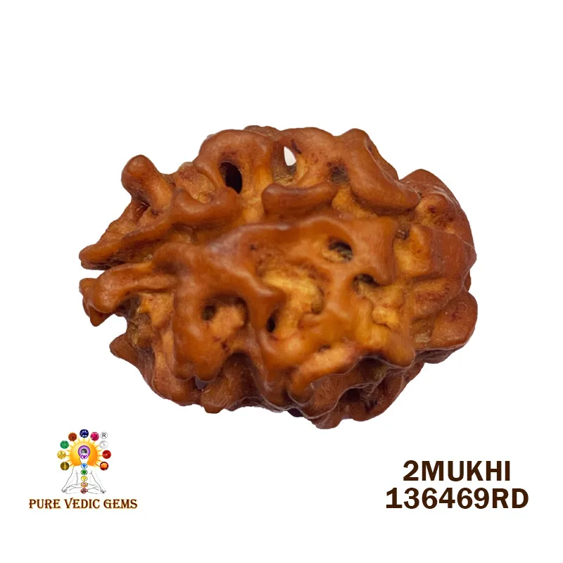 2 Mukhi Rudraksha (1.316g) — image 1