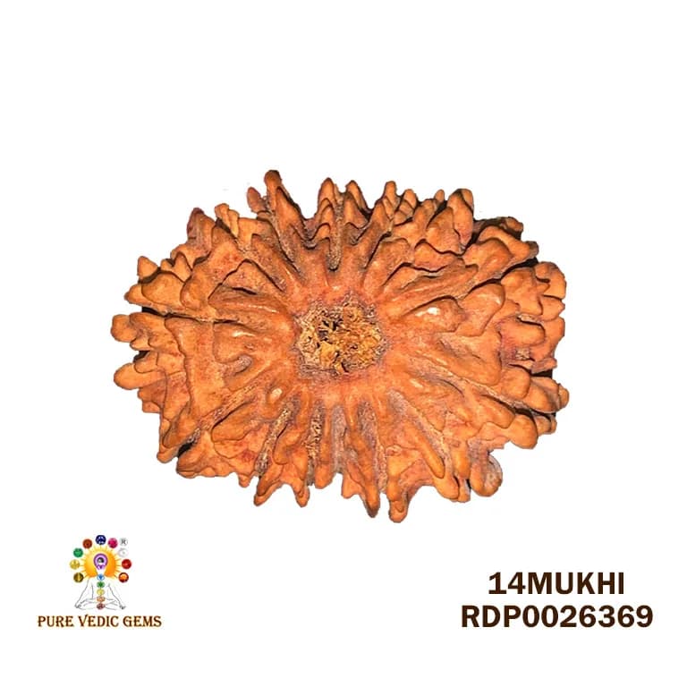 14 Mukhi Rudraksha (1.698g) On Demand — image 1