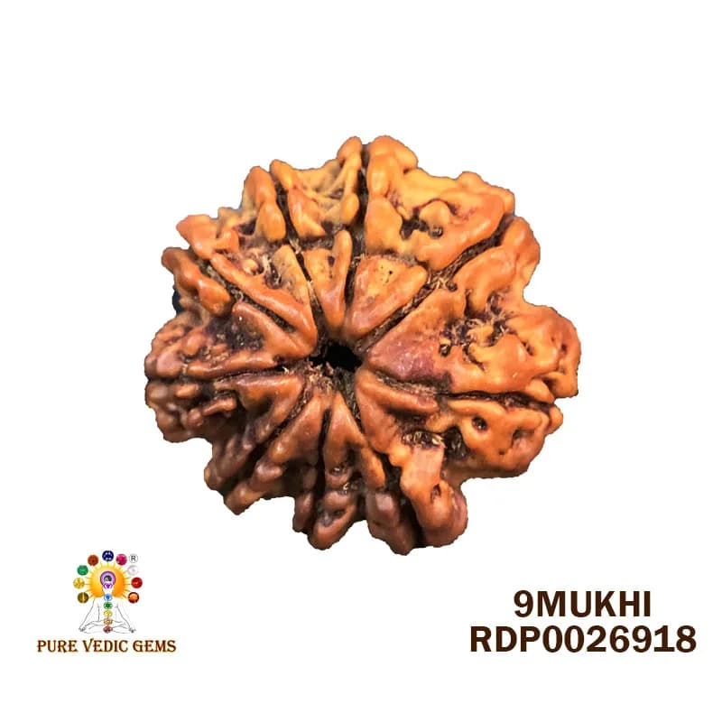 9 Mukhi Rudraksha (2.448g) — image 1
