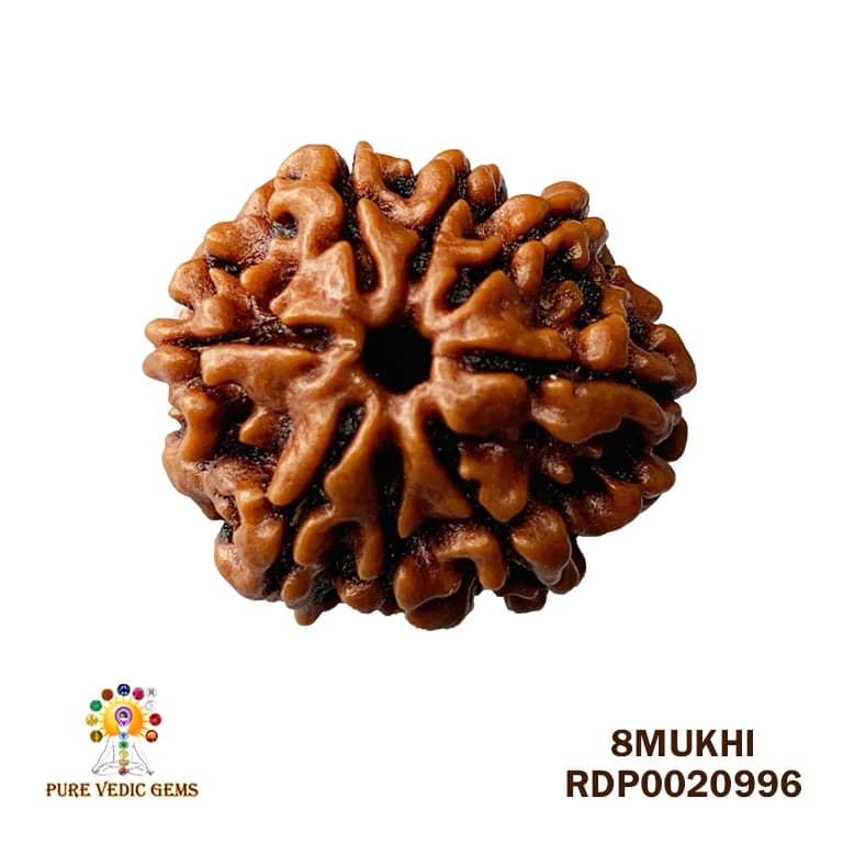 8 Mukhi Rudraksha (2.460mg) — image 1