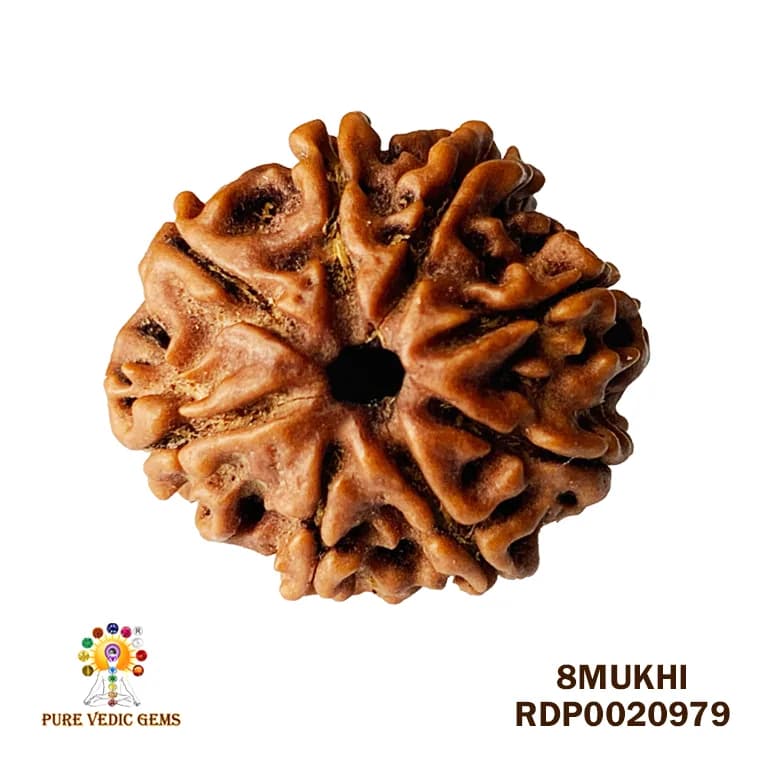8 Mukhi Rudraksha (2.104mg) — image 1