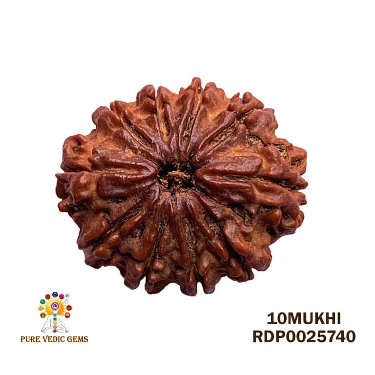 10 Mukhi Rudraksha (3.568g) — image 1
