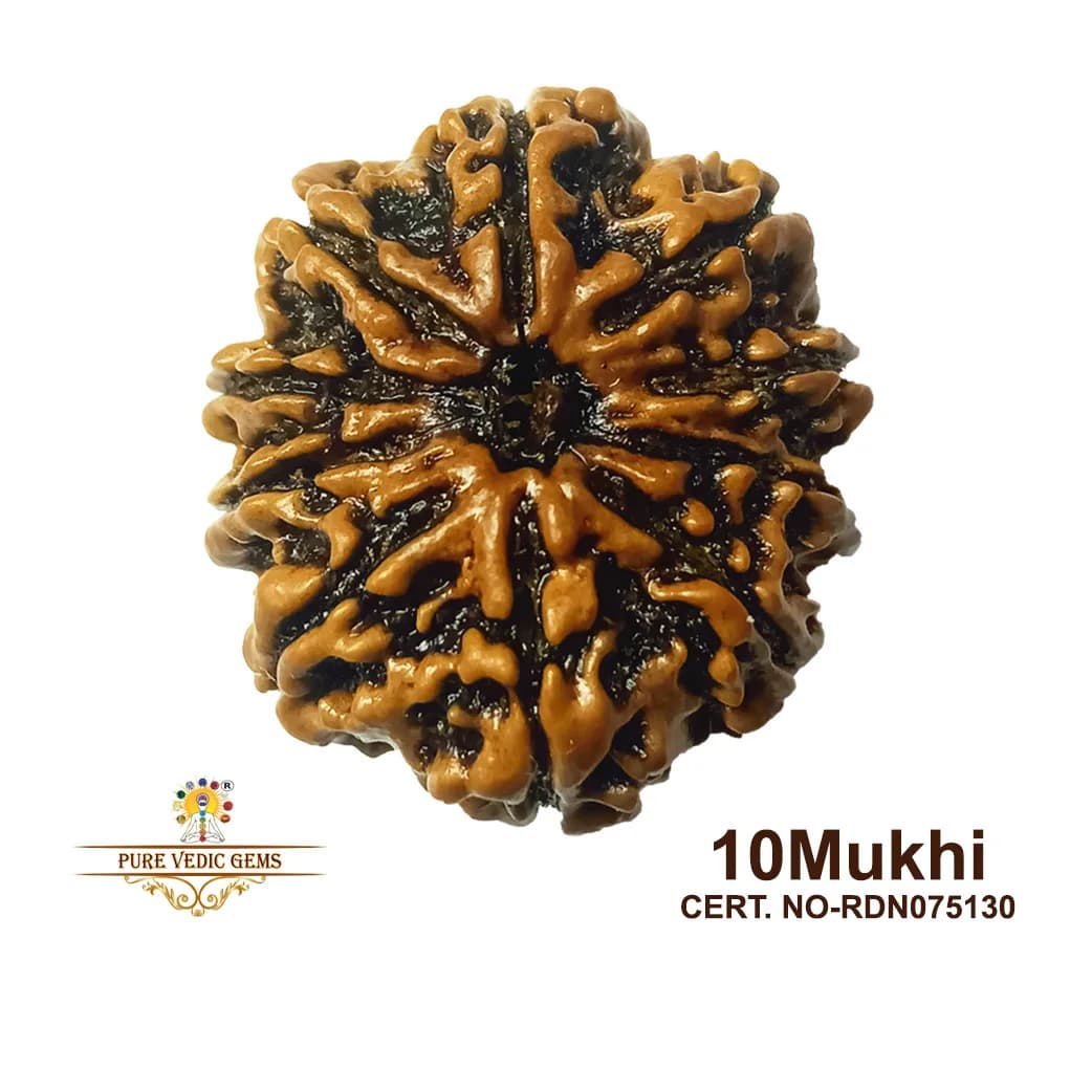 10 Mukhi Rudraksha (4.116g) — image 1