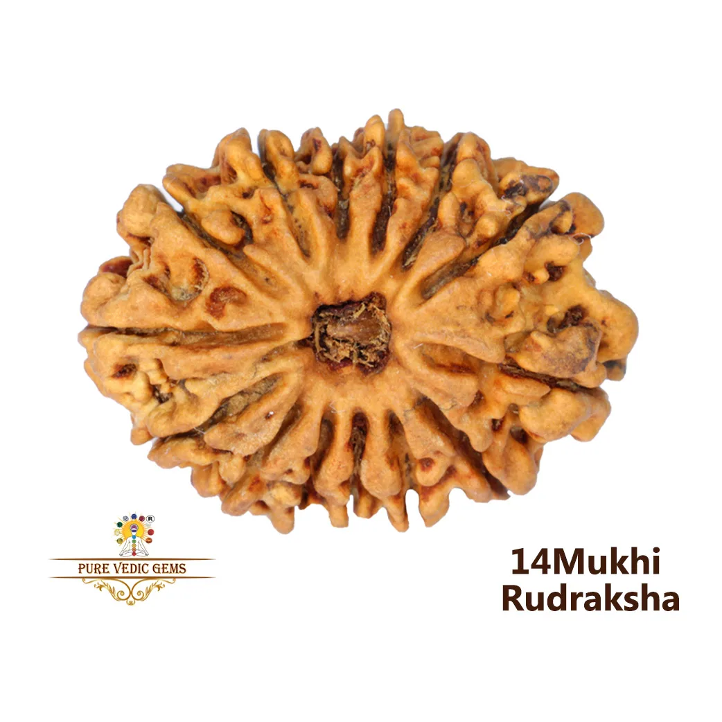 14 Mukhi Rudraksha (1.936mg) — image 1