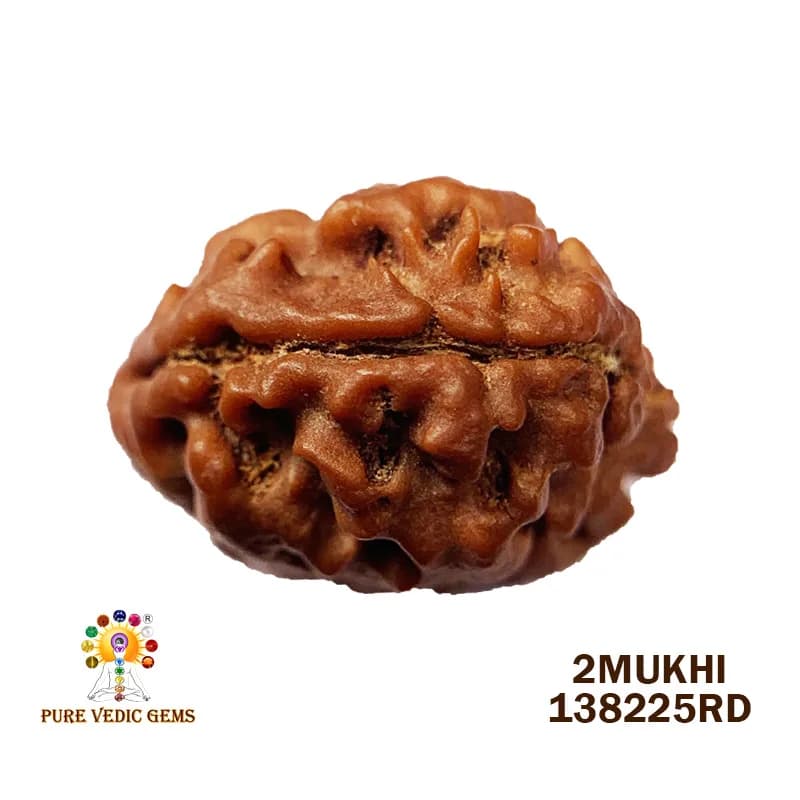 2 Mukhi Rudraksha (1.509g) — image 1