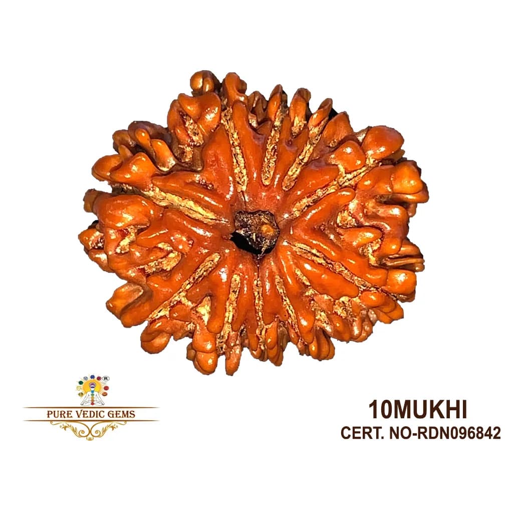 10 Mukhi Rudraksha (3.720g) — image 1