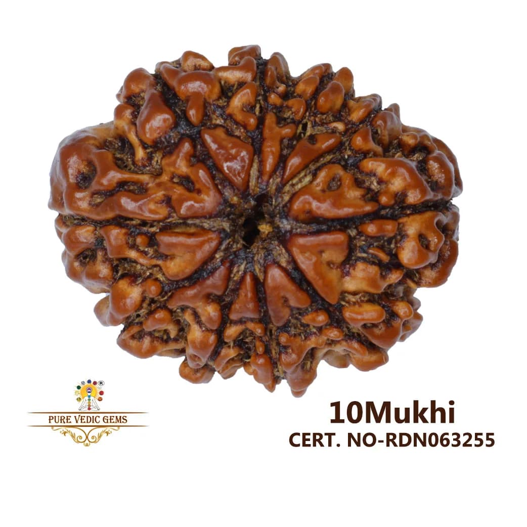 10 Mukhi Rudraksha (3.626g) — image 1