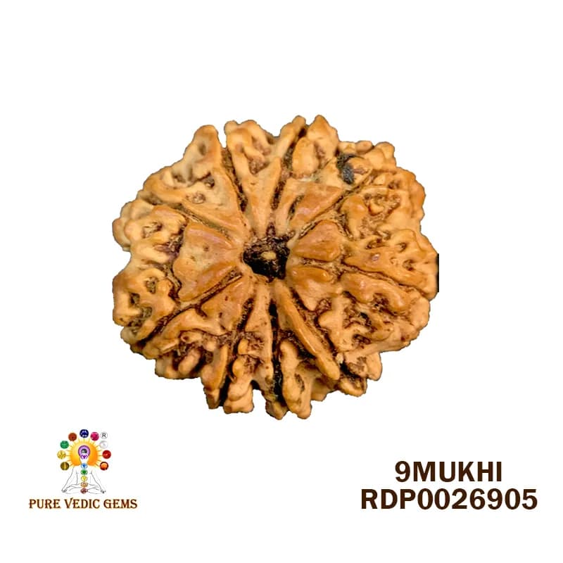9 Mukhi Rudraksha (3.468g) — image 1