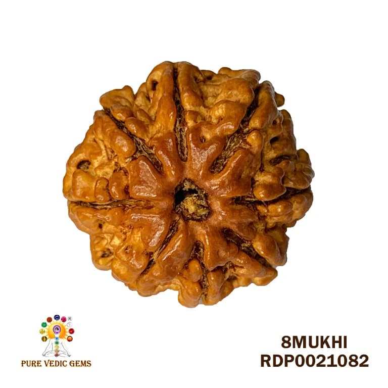 8 Mukhi Rudraksha (2.318mg) — image 1