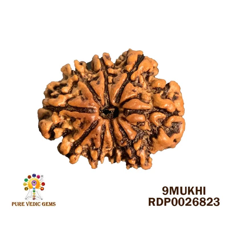 9 Mukhi Rudraksha (2.342g) — image 1