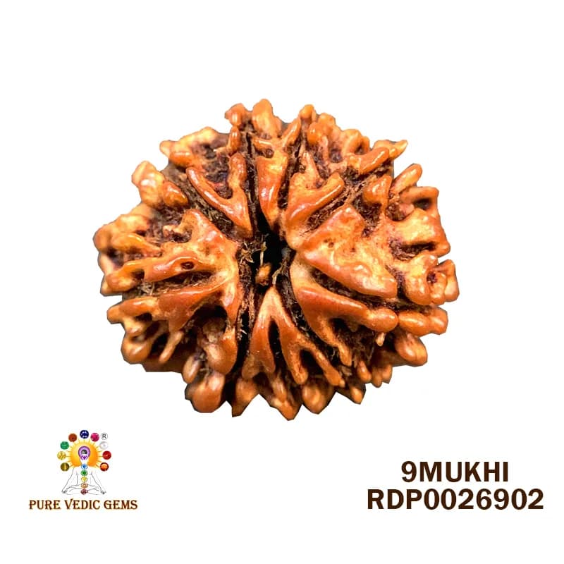 9 Mukhi Rudraksha (1.690g) — image 1