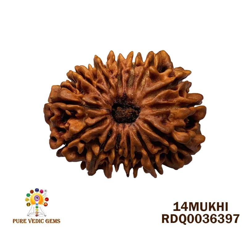 14 Mukhi Rudraksha (2.494g) — image 1
