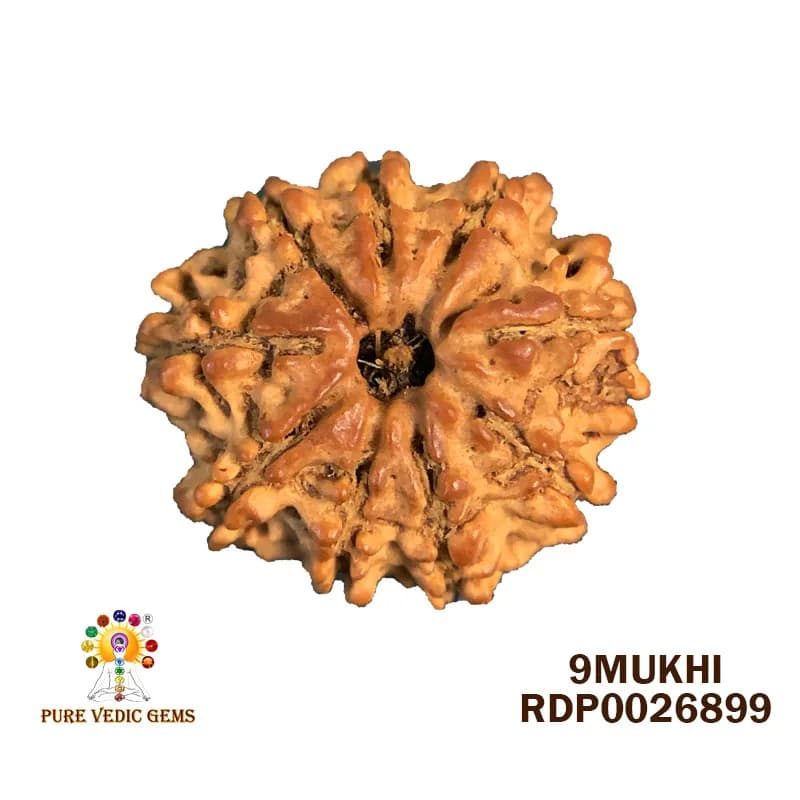 9 Mukhi Rudraksha (2.358g) — image 1