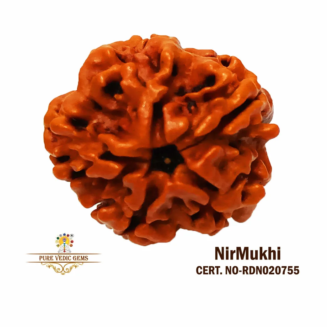 Nir Mukhi Rudraksha