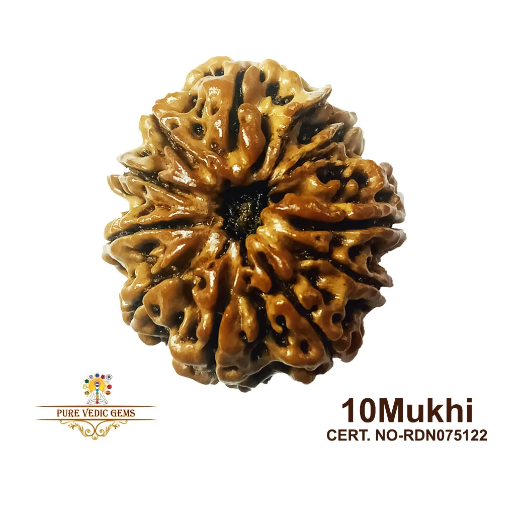 10 Mukhi Rudraksha (4.754g) — image 1