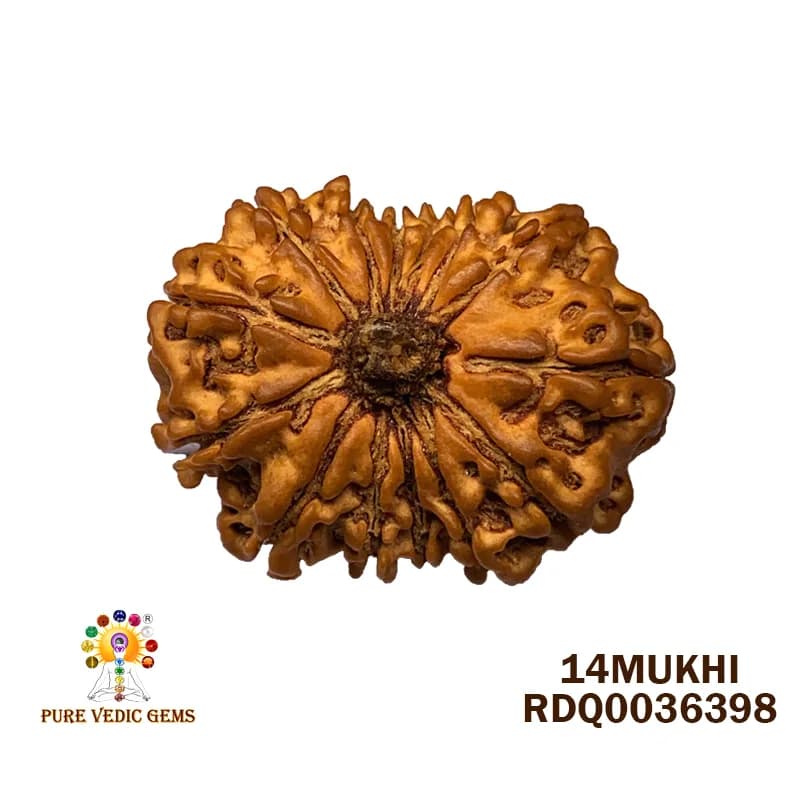 14 Mukhi Rudraksha (2.812g) — image 1