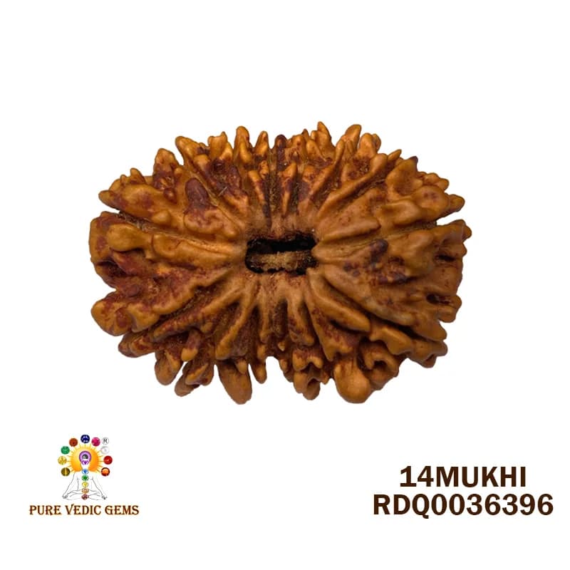 14 Mukhi Rudraksha (2.838g) — image 1